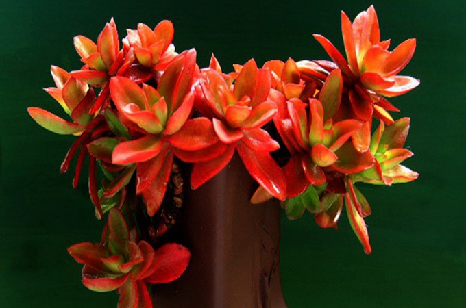 火祭徒长变绿后的处理方法有哪些?