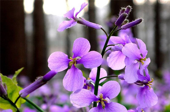 二月兰的修剪方法有哪些?