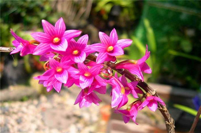 红花石斛的繁殖方式是什么,有哪些养殖方法?