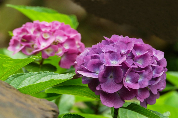 八仙花的扦插方法有哪些?