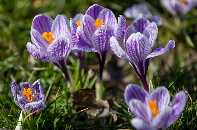 番红花的特性和繁殖方法有哪些?