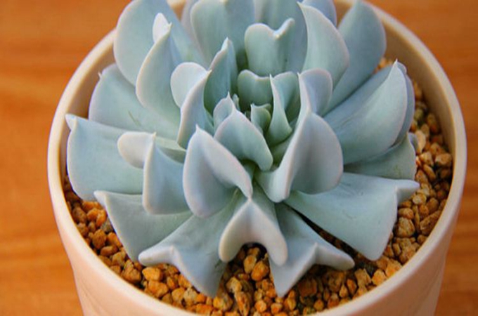 特玉莲叶片干枯腐烂如何解决?