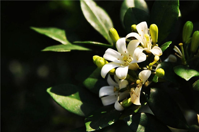 七里香的繁殖方法是什么,有哪些病虫妨害?