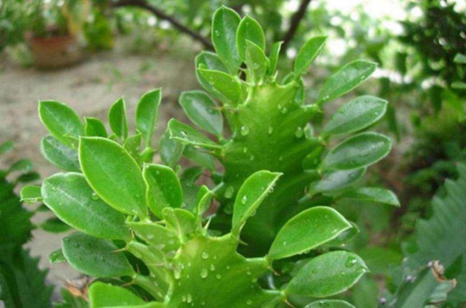 龙骨花摆放的风水禁忌有哪些?