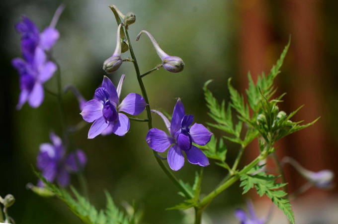 还亮草的养殖方法和繁殖方式是什么?