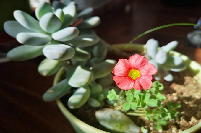 星美人的杂交的品种有哪些?