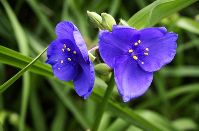 紫露草的修剪方法是什么？