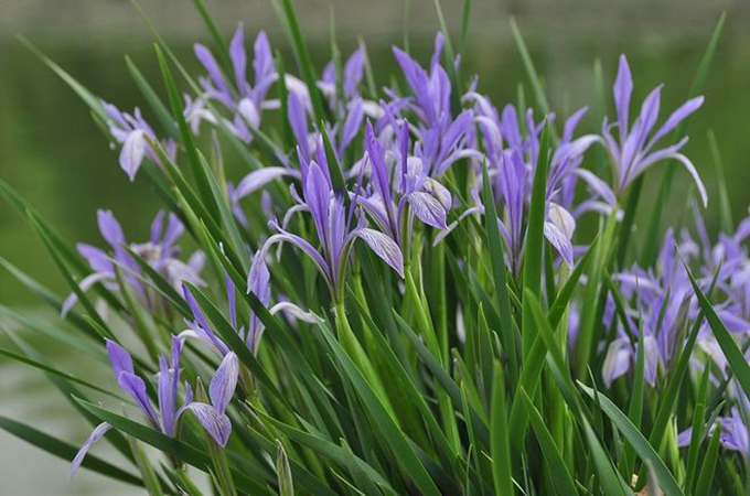 马蔺与鸢尾有哪些区别？