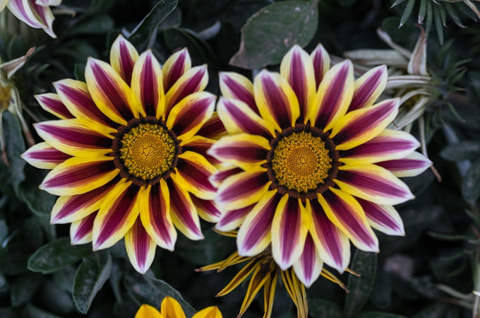 勋章菊种子怎么种？爆盆方法是什么?