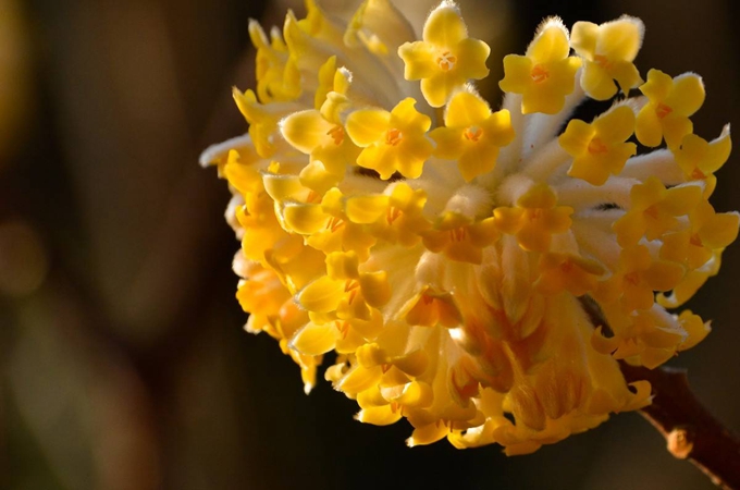 金边瑞香花开花后的处理方法是什么,瑞香花有毒吗?