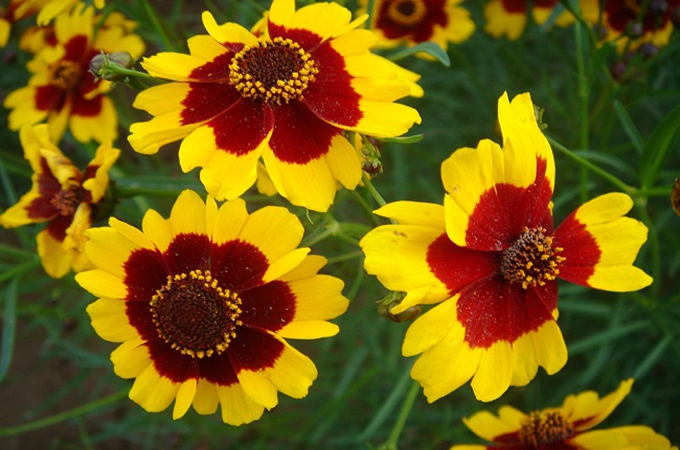 蛇目菊的生长习性是什么,有哪些种植方法?