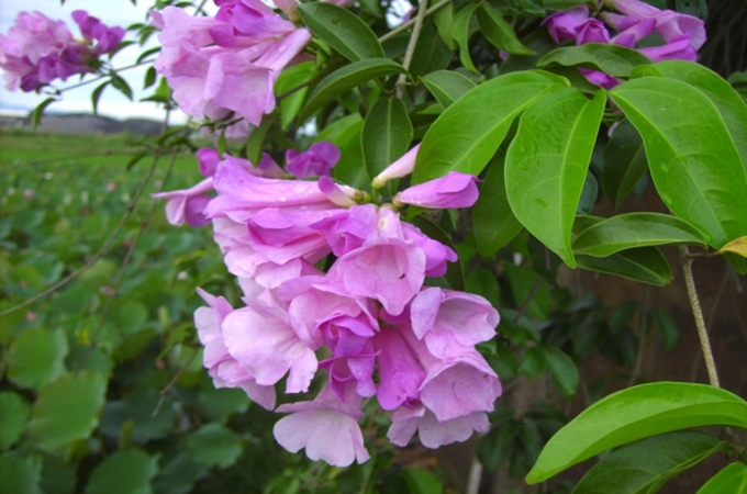 蒜香藤种植和注意事项有哪些?有哪些药用价值?