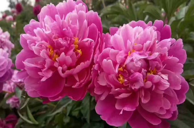 芍药的繁殖方法有哪些,种植方法介绍