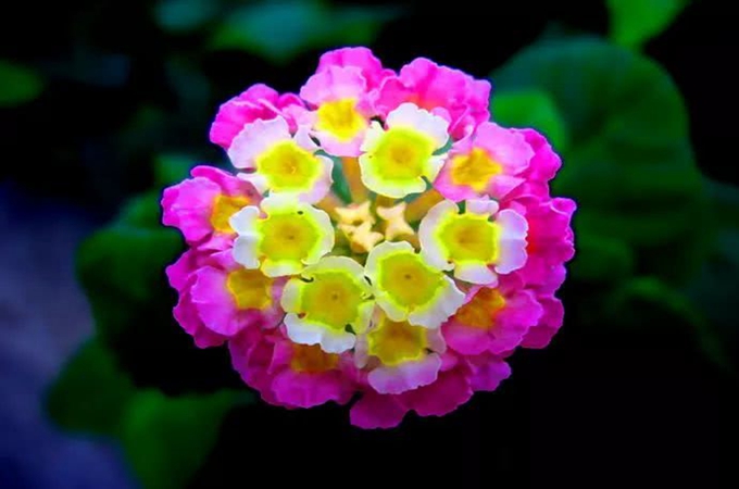 五色梅的养殖方法是什么?