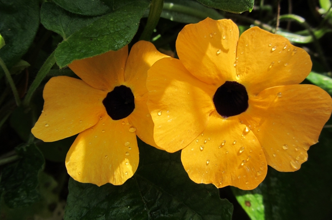 黑眼苏珊的播种繁殖方法是什么