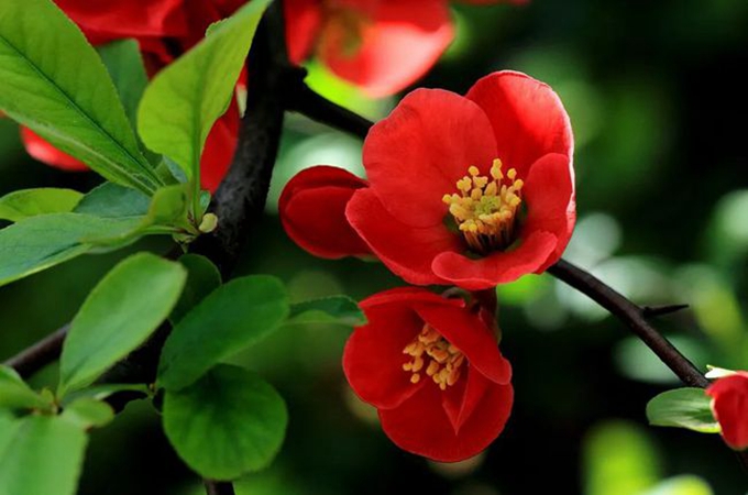 海棠掉叶子的原因有哪些,海棠与木瓜海棠的区别是什么?