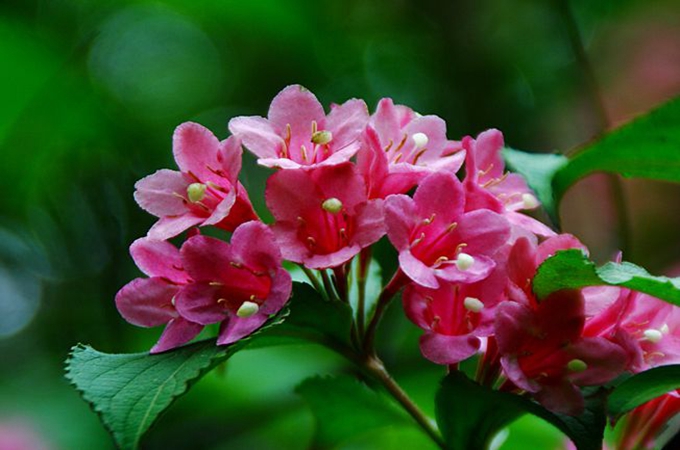 锦带花的花语是什么，有哪些品种？