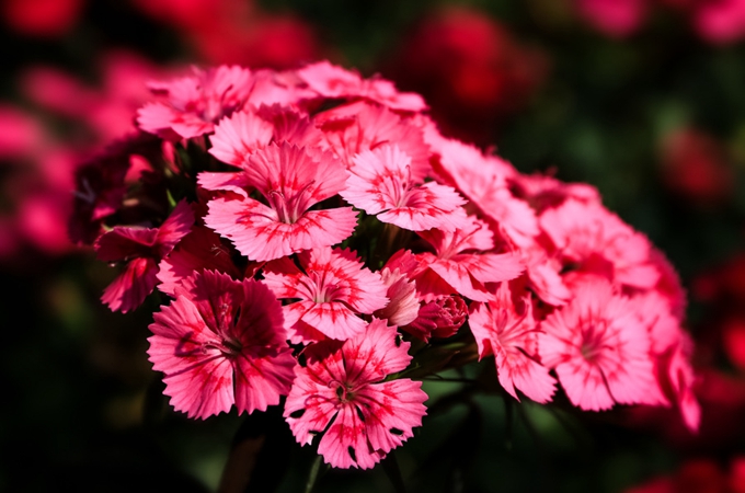 石竹的功效与作用是什么?