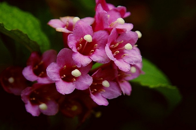 海仙花的养殖方法是什么，有哪些繁殖方法
