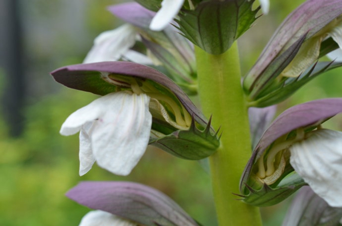 虾蟆花的繁殖方法有哪些,生长习性是什么?