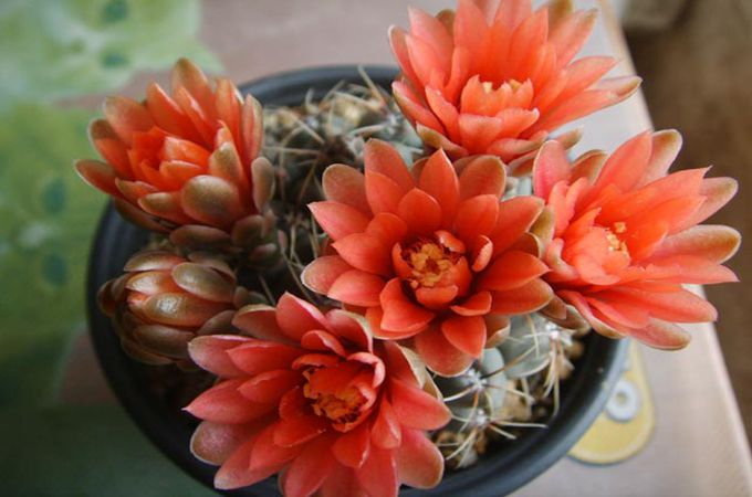 绯花玉养殖方法有哪些?