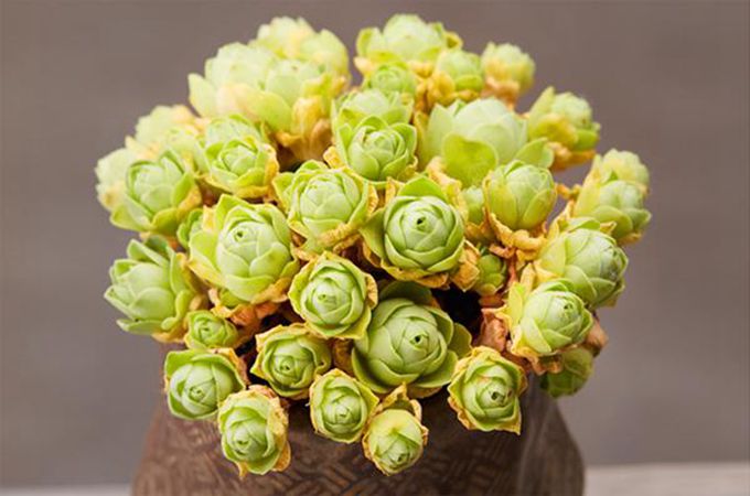 山地玫瑰的养殖方法有哪些