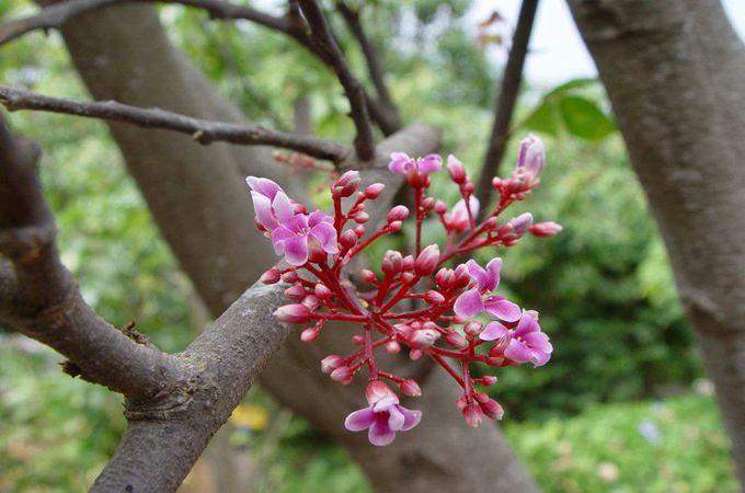 阳桃的主要价值是什么？有哪些施肥方法？