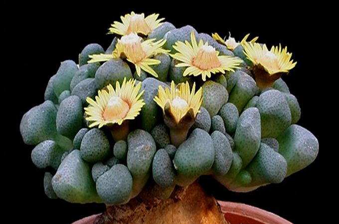 唐扇烂根的原因及防治方法有哪些,繁殖方式是什么?