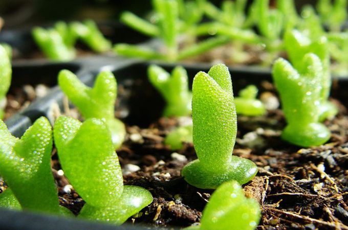 碧光环的养殖方法是什么,有哪些形态特征?