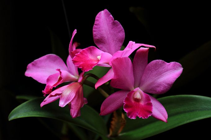 卡特兰的养殖方法是什么，有哪些成长习惯？