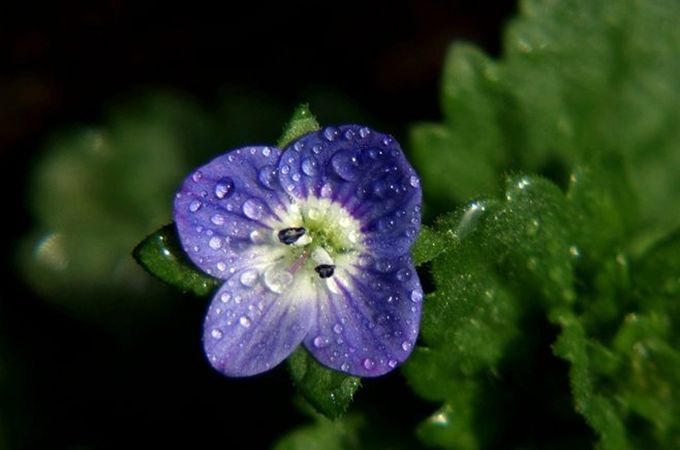 婆婆纳的价值是什么，有哪些生长习性？