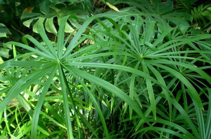 旱伞草的扦插繁殖是什么？