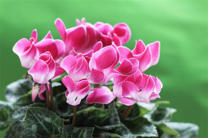 仙客来的繁殖方法是什么,有那些养护方法?