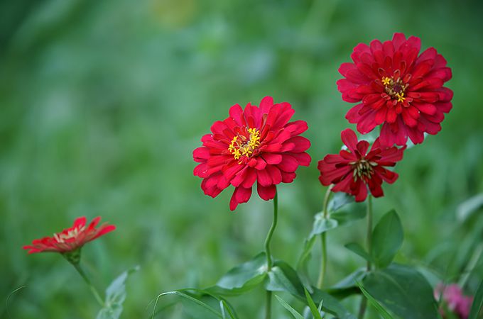 百日草的养护方法是什么,主要价值有哪些