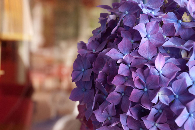 延长绣球花存活时间的技巧有哪些,绣球花养在花瓶里的方法是什么?