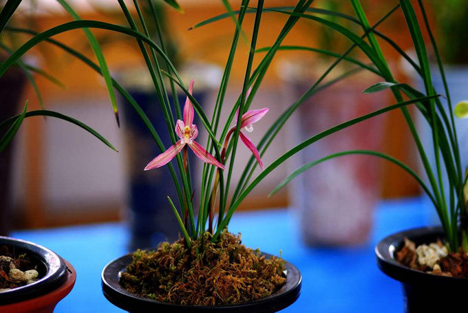 莲瓣兰的栽培技术有哪些?