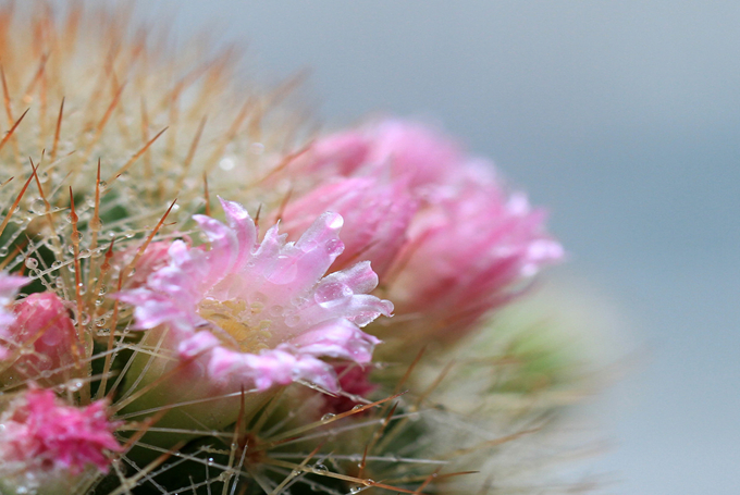 奇仙玉的形态特征有哪些？培训技术是什么？