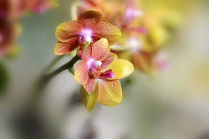 养兰花低温期的最低温度和最高温度问题有哪些？