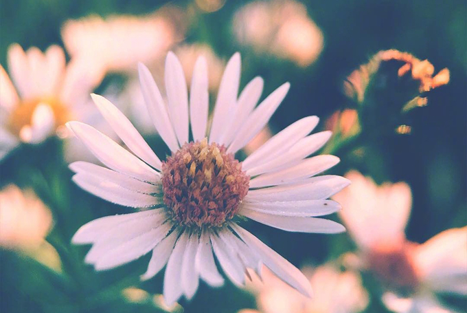 栽培蕨类植物的注意事项有哪些？