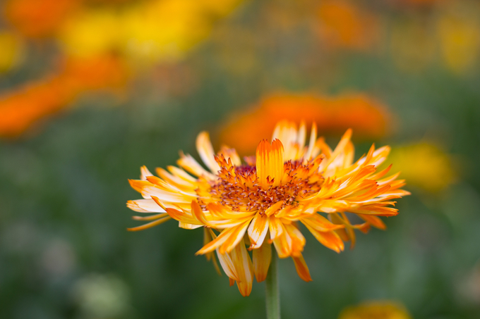 金盏菊种子有哪些繁殖播种的技巧?