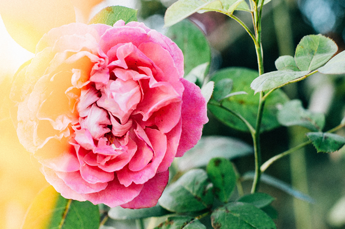 盆栽养植花卉的浇水方法有哪些？