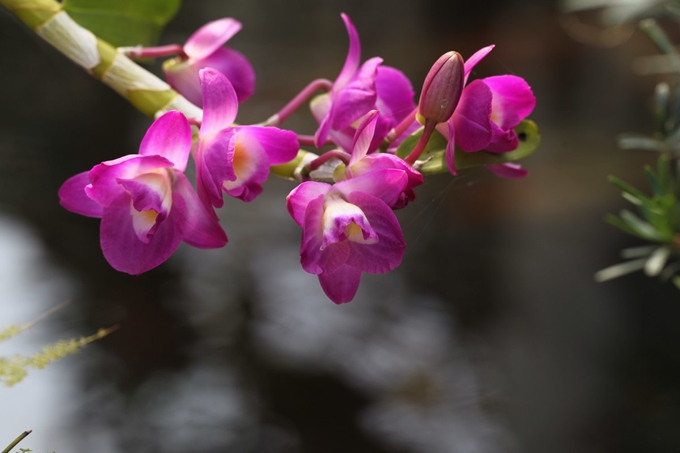 石斛兰的养殖方法是什么?有哪些注意事项?