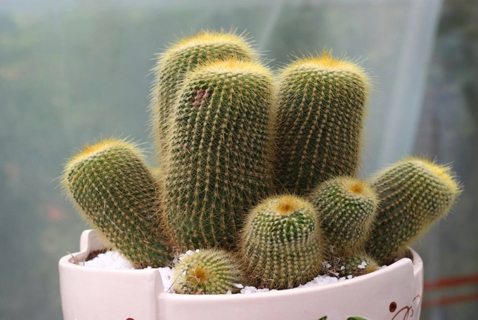 花盛球的养殖方法有哪些?