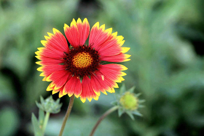 宿根天人菊的养殖方法是什么?