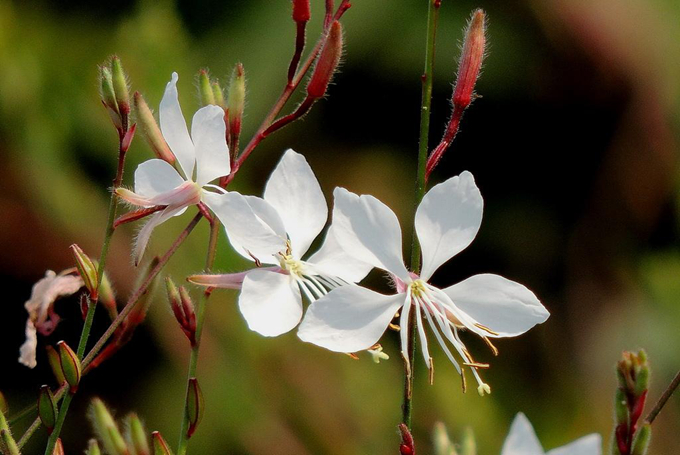 千鸟花的养殖方法是什么?用途有哪些?