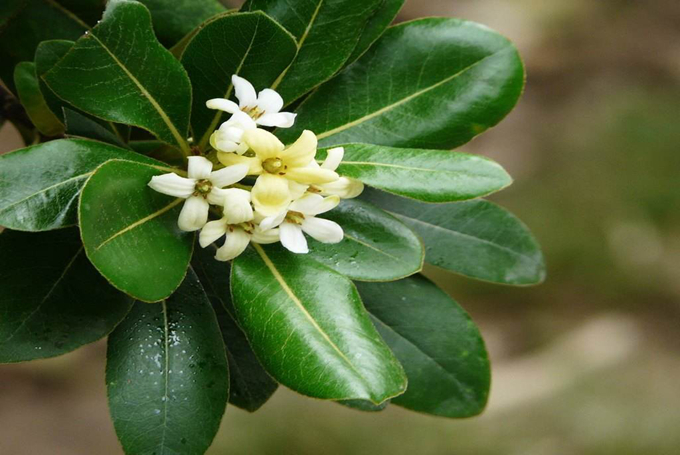 海桐的栽培技术是什么,作用和用途有哪些?