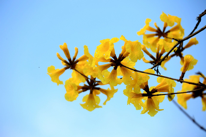 红花风铃木有哪些繁殖方式,生长习性是什么?