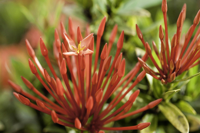 仙丹花的繁殖方式是什么,有哪些形态特征?