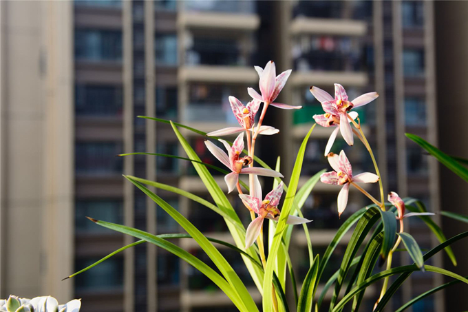 兰花换盆有哪些注意事项？