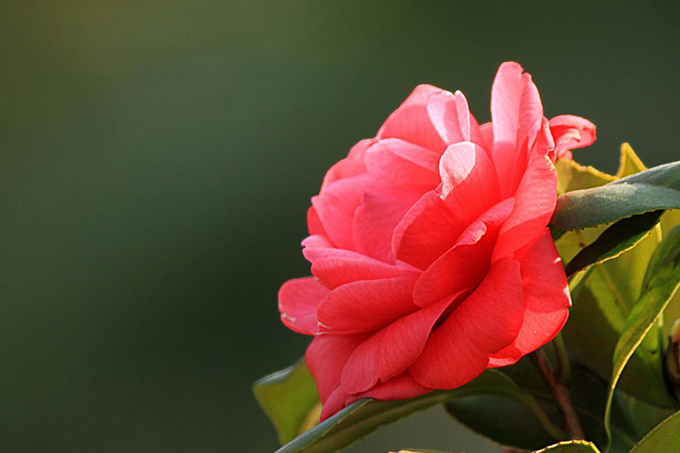 山茶花盆栽有哪些需要注意的养殖问题？